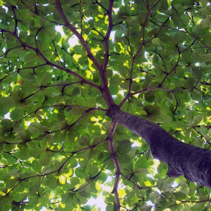 Bonsai Bonsae Ketapang Laut Katapang Terminalia Catappa Peneduh 002