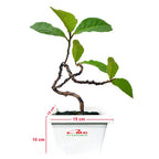 Bonsai Bonsae Ketapang Laut Katapang Terminalia Catappa Peneduh 001