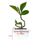 Bonsai Bonsae Ketapang Laut Katapang Terminalia Catappa Peneduh 002