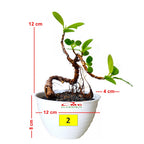 Tanaman Hias Pohon Bonsai Mame Beringin Korea Mini Dolar B-BK-006