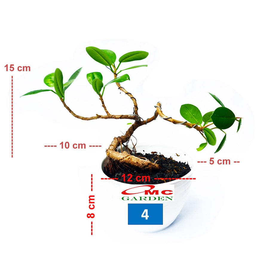 Tanaman Hias Pohon Bonsai Mame Beringin Korea Mini Dolar B-BK-006