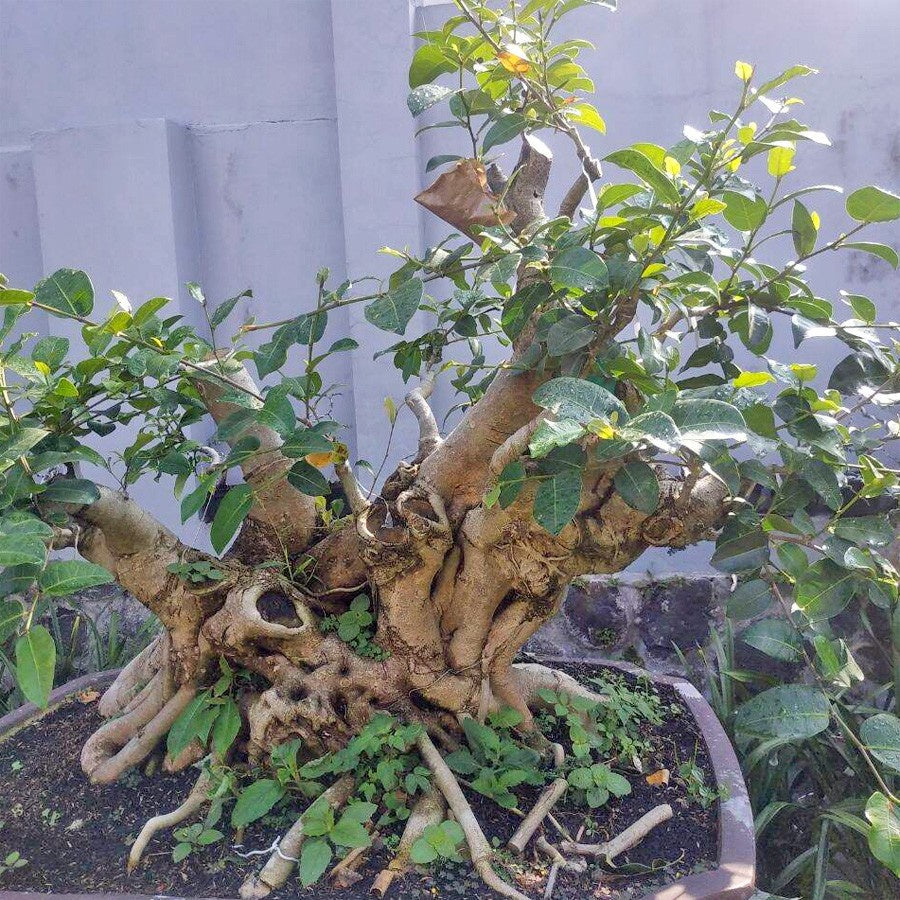 Bonsai Bonsae Beringin Amplas Putih Ficus Ampelas 001