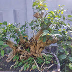Bonsai Bonsae Beringin Amplas Putih Ficus Ampelas 001