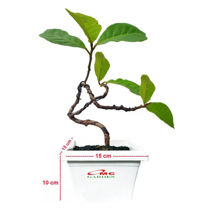 Bonsai Bonsae Ketapang Laut Katapang Terminalia Catappa Peneduh 002