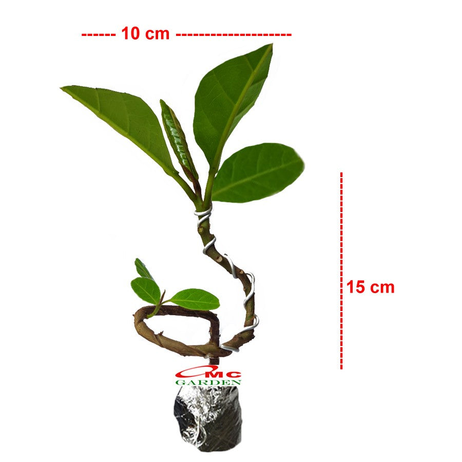Bonsai Bonsae Ketapang Laut Katapang Terminalia Catappa Peneduh 001
