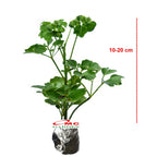 Berlangkas Andong Kedondong Laut Ming Aralia Polyscias Fruticosa Tanaman Obat Herbal Hias Paludarium Terrarium Vivarium BLKS-1020