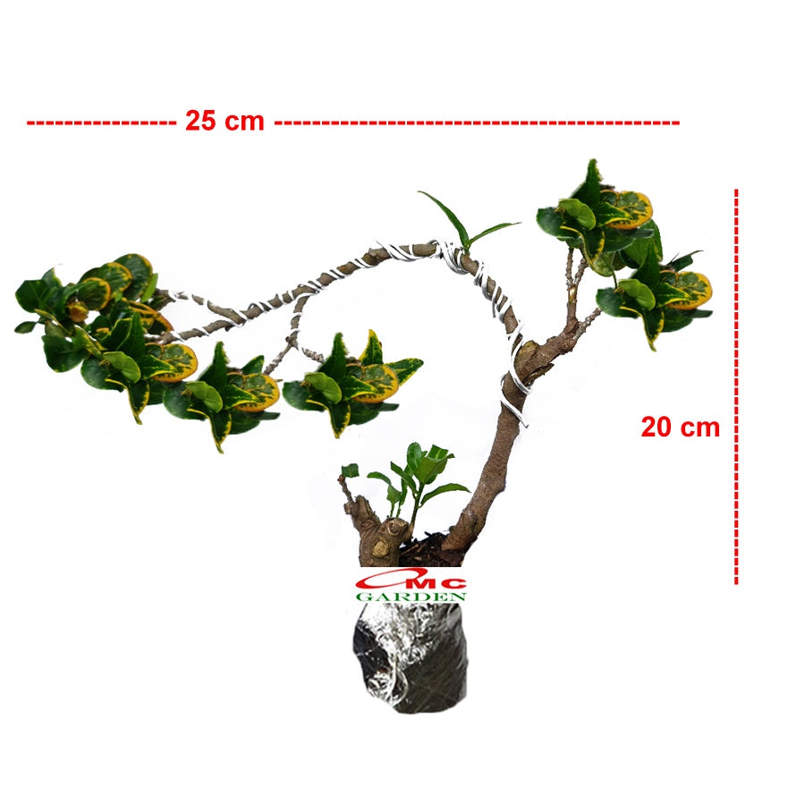 Bonsai Bonsae Puring Croton Emping Jengkol Coin Mawar Tanaman Hias 006