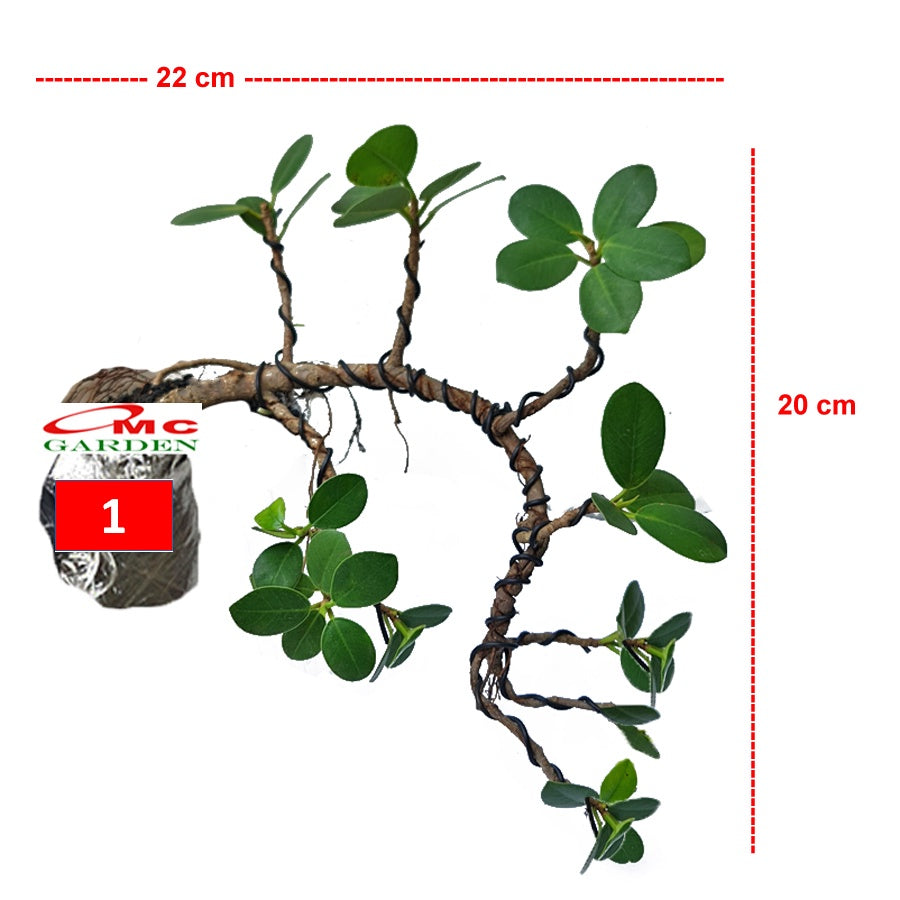 Tanaman Hias Pohon Bonsai Mame Beringin Korea Mini Dolar B-BK-006