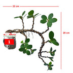 Tanaman Hias Pohon Bonsai Mame Beringin Korea Mini Dolar B-BK-006