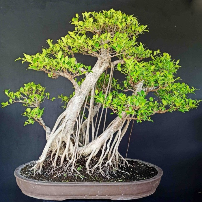 Bonsai Beringin Lokal Local Iprik Kimeng Ficus Microcarpa B-BR-004