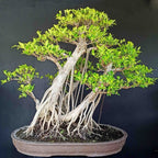 Bonsai Beringin Lokal Local Iprik Kimeng Ficus Microcarpa B-BR-004