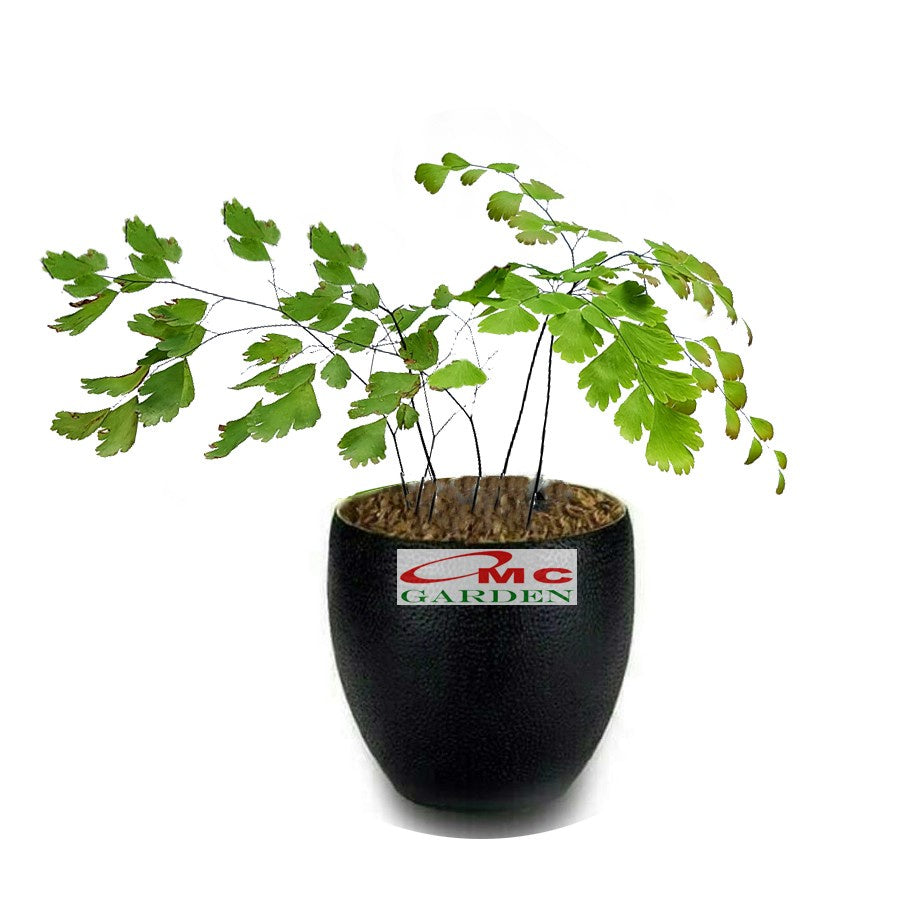 Suplir Pohon Pakis Tanaman Hias gantung Pot 1020