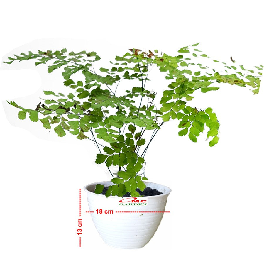 Suplir Pohon Pakis Tanaman Hias gantung Pot 1020