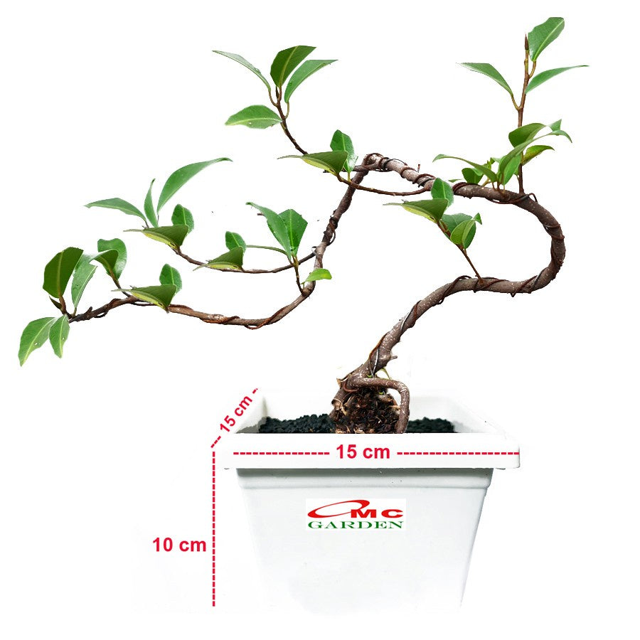 Bonsai Beringin Lokal Local Iprik Kimeng Ficus Microcarpa B-BR-004