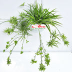 Spider Plant Tanaman Laba-Laba Chlorophytum Comosum Lili Lily Paris Gantung Bibit