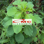 Tanaman Anting-Anting Pohon Akar Kucing Herbal Obat Acalypha Australis 2030