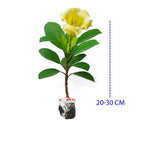 Bunga Cangkir Mas Terompet Solandra Grandiflora Tanaman Hias 2030