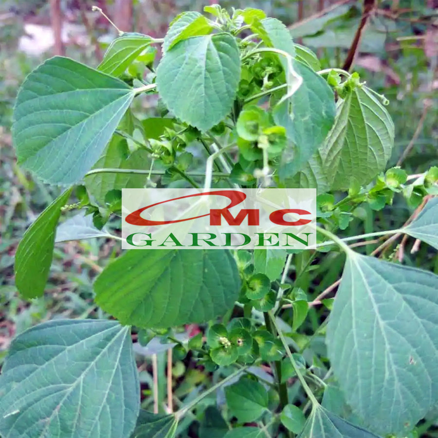 Tanaman Anting-Anting Pohon Akar Kucing Herbal Obat Acalypha Australis 2030