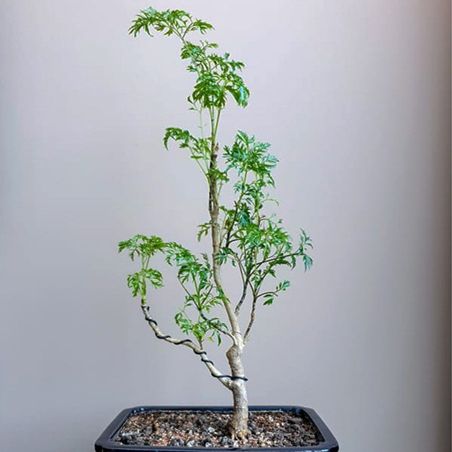 Bonsai Bonsa Berlangkas Kedondong Laut Polyscias Fruticosa Andong 001