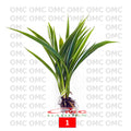 Lili Paris Siam Mini Tanaman HIas Rumput Bordir List Lis Lily Tricolor Hijau Spider Plant