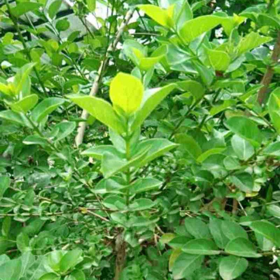 Sancang Bibit Tanaman Hias Bahan Bonsai Bonsae Shito Mame Varigata Premna Microphylla 1020