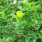 Sancang Bibit Tanaman Hias Bahan Bonsai Bonsae Shito Mame Varigata Premna Microphylla 1020