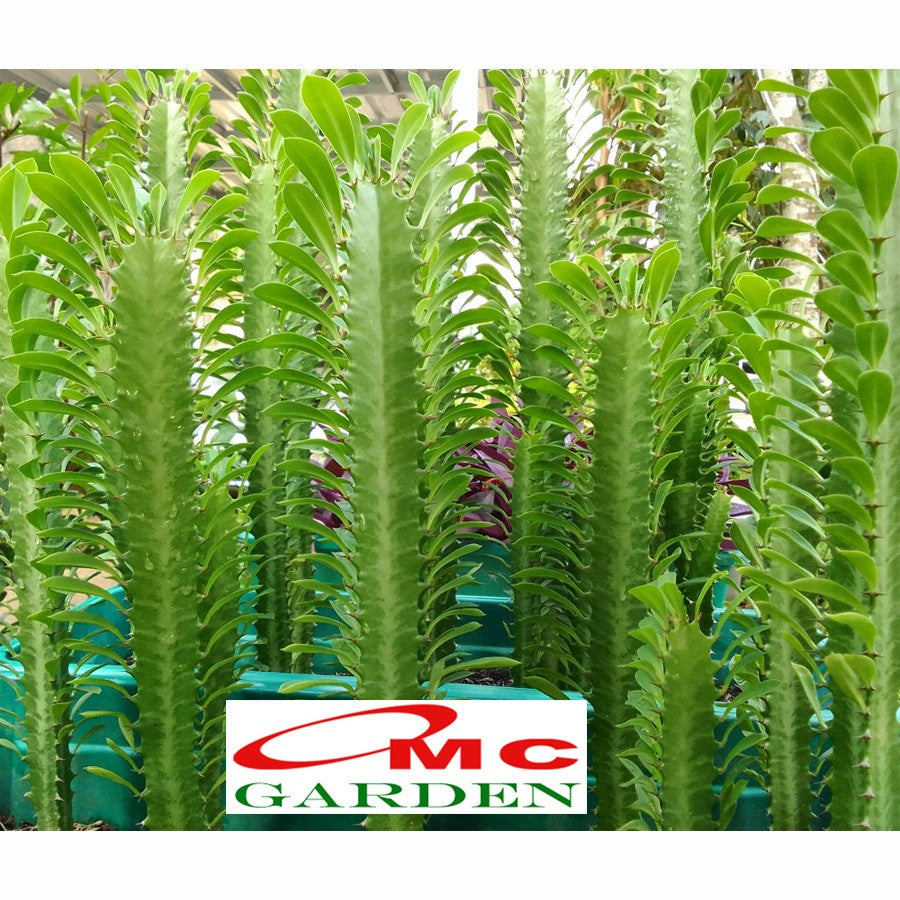 Euphorbia Trigona Bibit Tanaman Hias Kaktus Katedral Sukulen Hijau Merah 1020