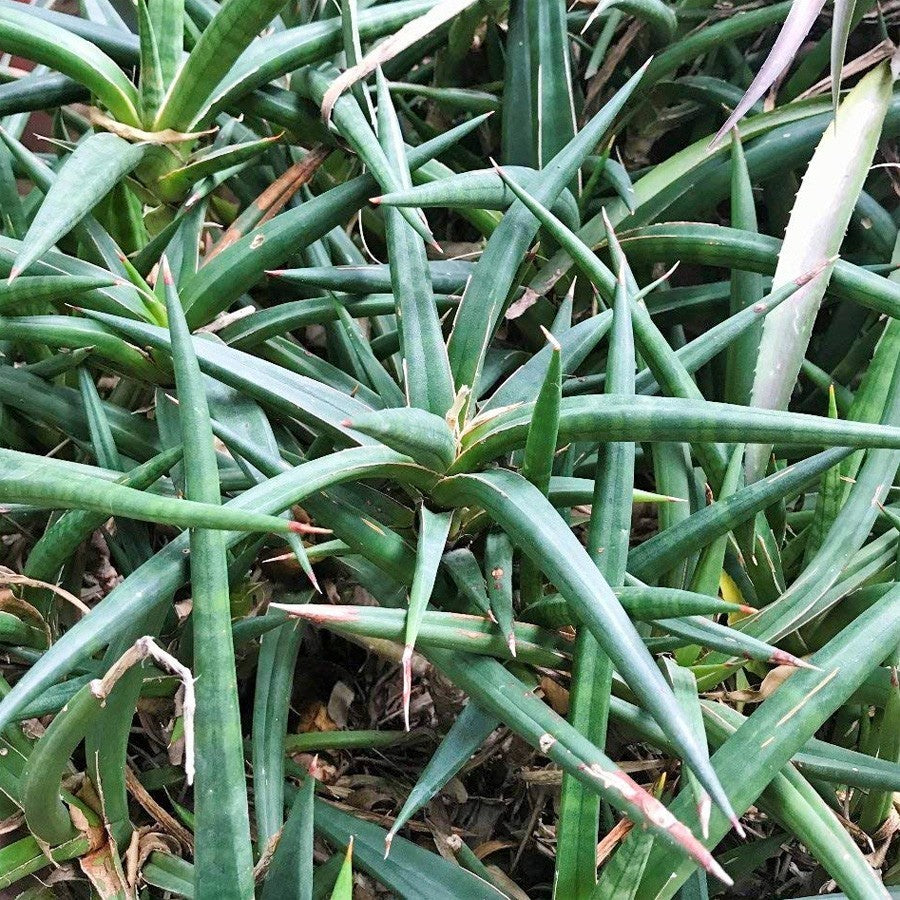 Lidah Mertua Tanduk Sansevieria Ballyi Sansivera Patens Ed Eby 1520