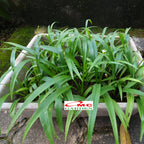 Lili Paris Siam Mini Tanaman HIas Rumput Bordir List Lis Lily Tricolor Hijau Spider Plant