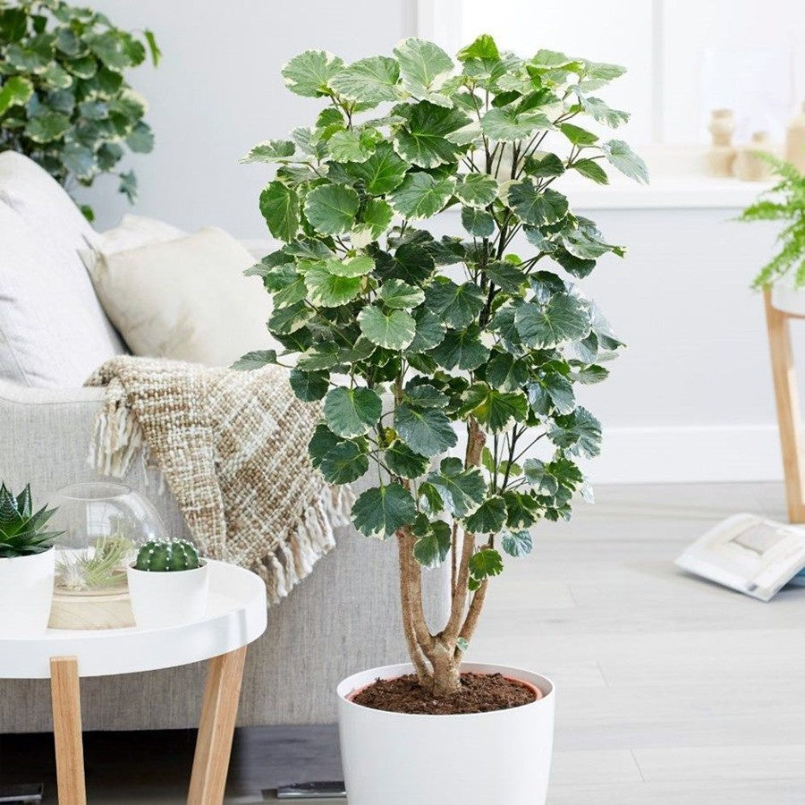Berlangkas Andong Kedondong Laut Ming Aralia Polyscias BLKS-2030