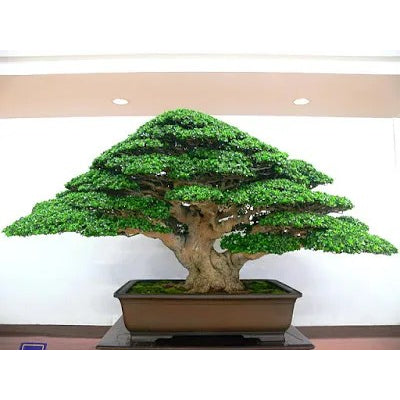 Sancang Bibit Tanaman Hias Bahan Bonsai Bonsae Shito Mame Varigata Premna Microphylla 1020