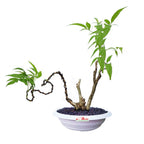 Bonsai Bonsa Berlangkas Kedondong Laut Polyscias Fruticosa Andong 001