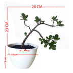 Tanaman Hias Pohon Bonsai Mame Beringin Korea Mini Dolar B-BK-020