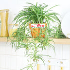 Spider Plant Tanaman Laba-Laba Chlorophytum Comosum Lili Lily Paris Gantung Bibit