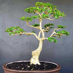 Sancang Bibit Tanaman Hias Bahan Bonsai Bonsae Shito Mame Varigata Premna Microphylla 2030