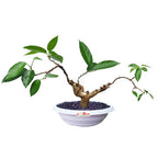 Bonsai Bonsae Cincau Hijau Daun Tanaman Minuman Obat Herbal 001