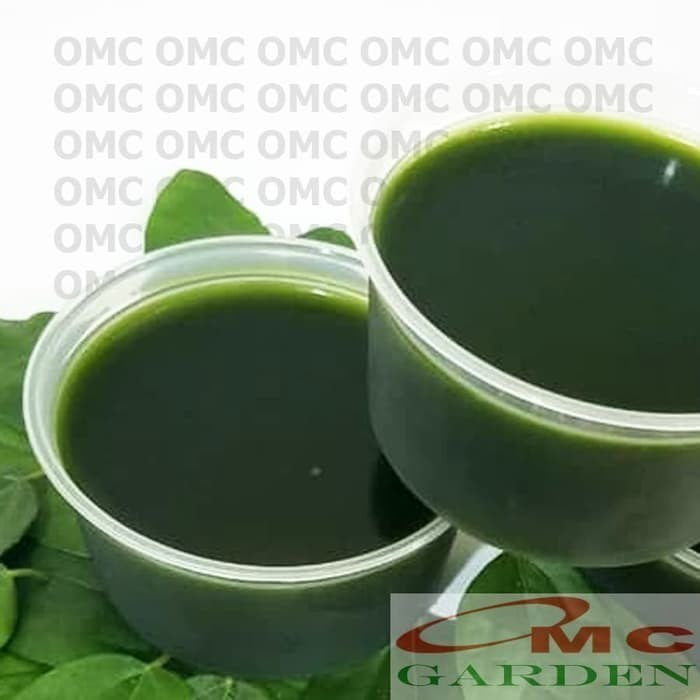 Bonsai Bonsae Cincau Hijau Daun Tanaman Minuman Obat Herbal 001