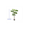Berlangkas Andong Kedondong Laut Ming Aralia Polyscias BLKS-3040