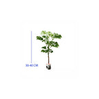 Berlangkas Andong Kedondong Laut Ming Aralia Polyscias BLKS-3040