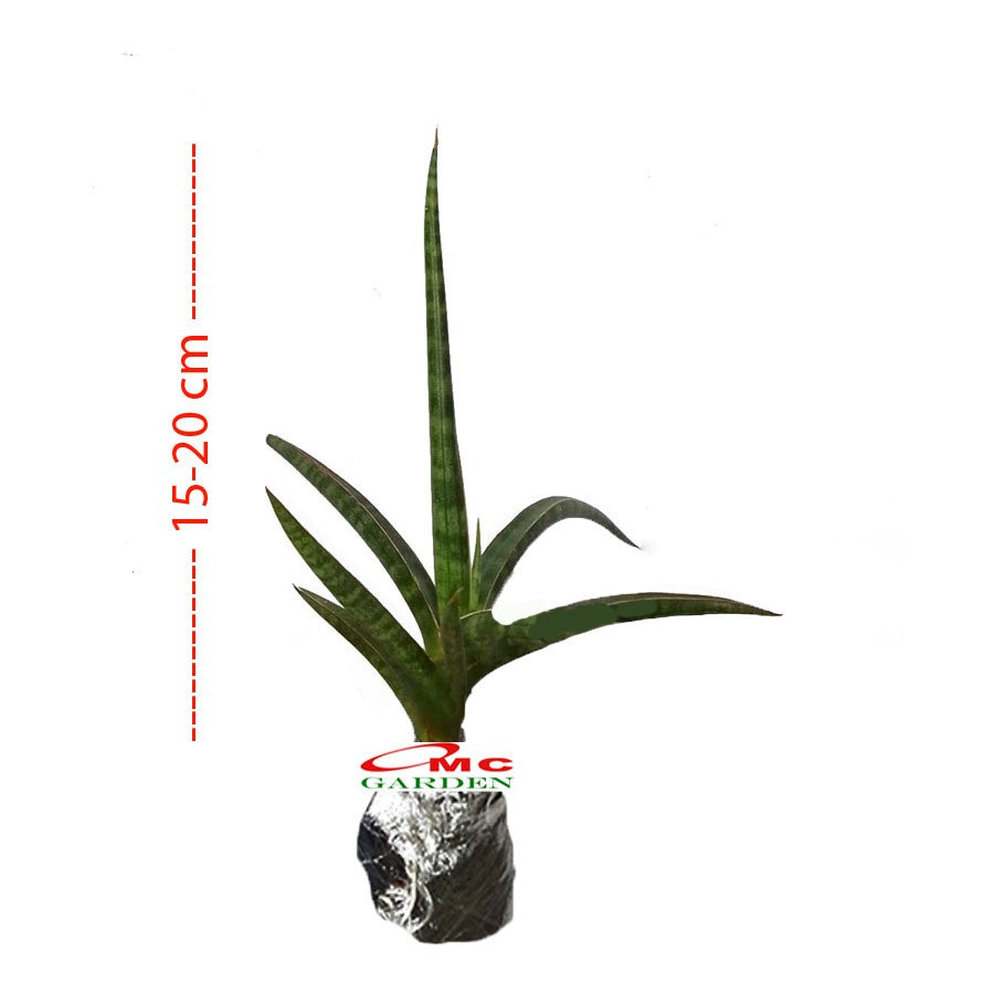 Lidah Mertua Tanduk Sansevieria Ballyi Sansivera Patens Ed Eby 1520