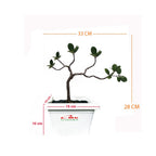 Tanaman Hias Pohon Bonsai Mame Beringin Korea Mini Dolar B-BK-021