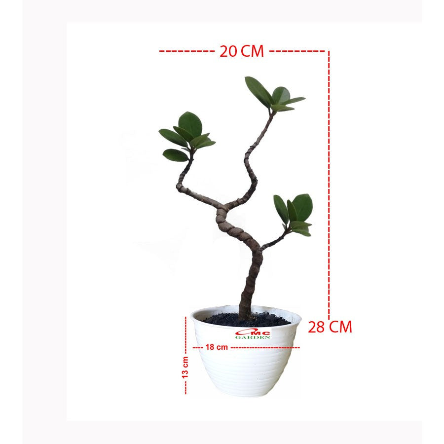 Tanaman Hias Pohon Bonsai Mame Beringin Korea Mini Dolar B-BK-022