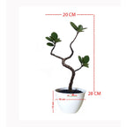 Tanaman Hias Pohon Bonsai Mame Beringin Korea Mini Dolar B-BK-022