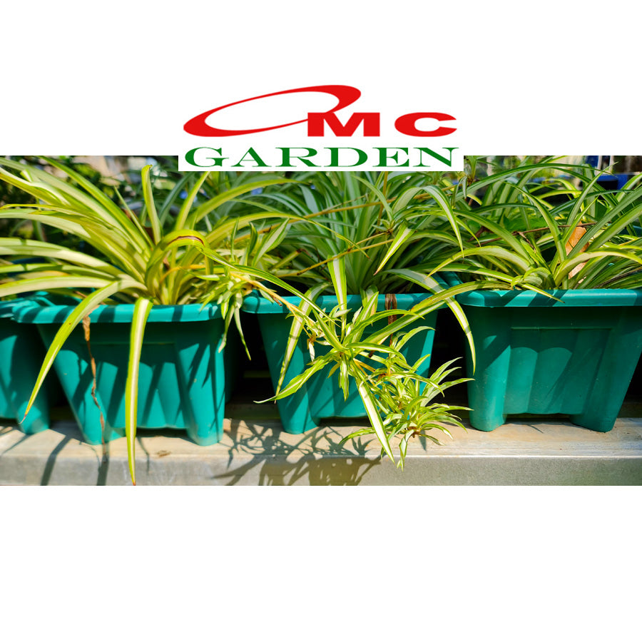 Spider Plant Tanaman Laba-Laba Chlorophytum Comosum Lili Lily Paris Gantung Bibit