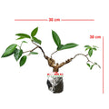Bonsai Bonsae Cincau Hijau Daun Tanaman Minuman Obat Herbal 001
