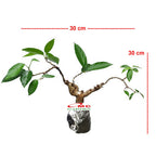 Bonsai Bonsae Cincau Hijau Daun Tanaman Minuman Obat Herbal 001