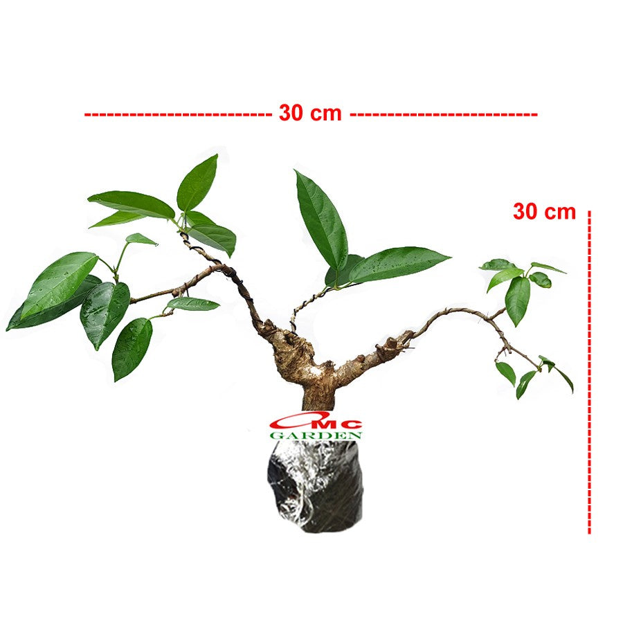Bonsai Bonsae Cincau Hijau Daun Tanaman Minuman Obat Herbal 001