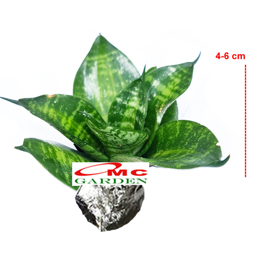 Lidah Mertua Mini Sansevieria Sansivera Pagoda Hahnii Jade Hijau Zebra 0406