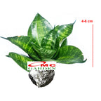Lidah Mertua Mini Sansevieria Sansivera Pagoda Hahnii Jade Hijau Zebra 0406