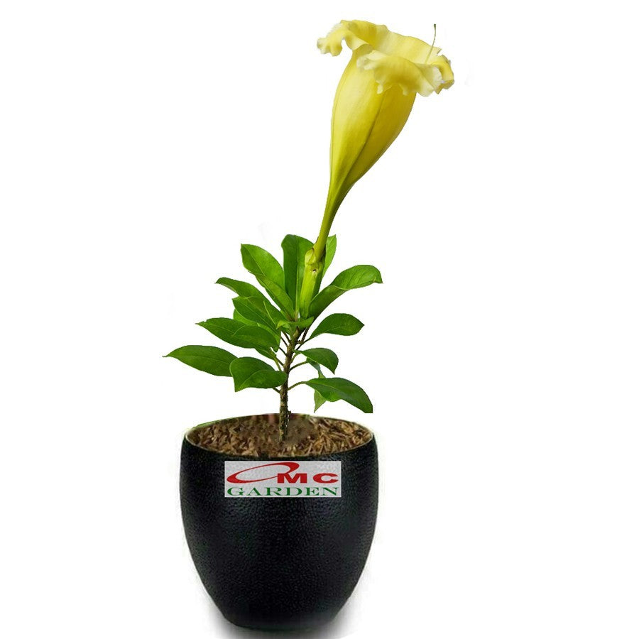 Bunga Cangkir Mas Terompet Solandra Grandiflora Tanaman Hias 2030